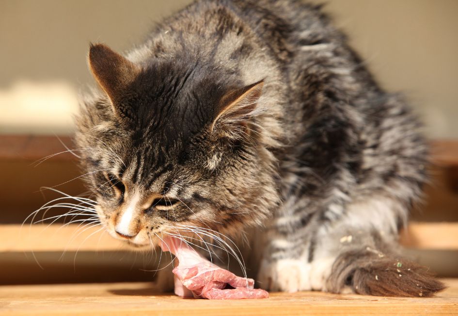 Mon chat vomit sa nourriture non digérée - Quelles solutions ?